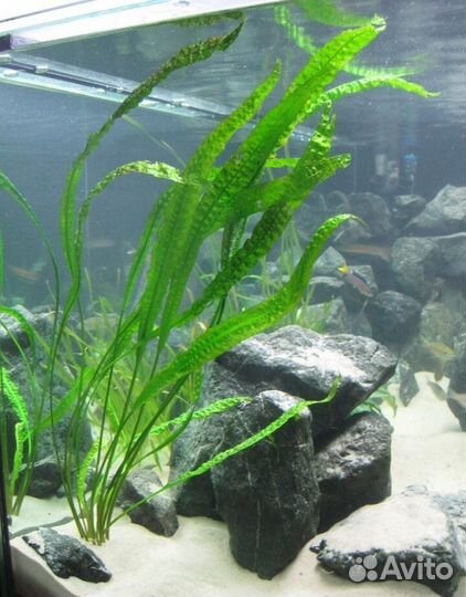 Аквариумные растения, креветки