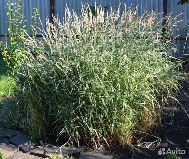 Злака и декоративные травы. Овсяница