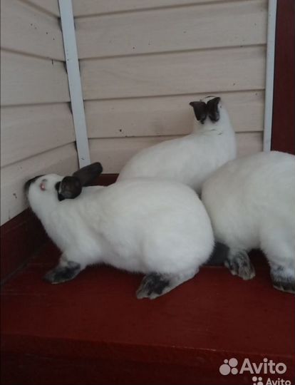 Калифорнийские кролики племенные