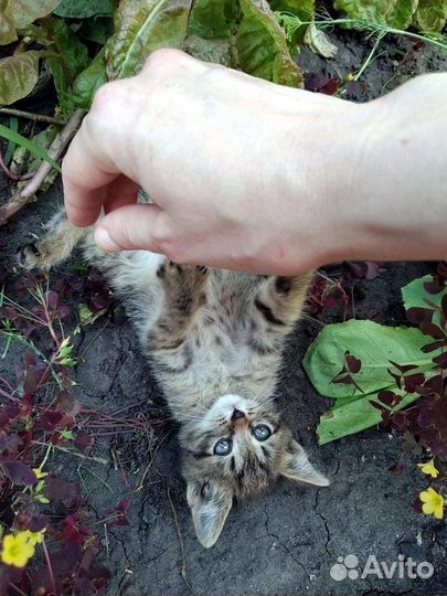 Отдам котёнка в добрые руки