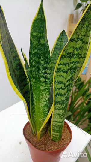 Сансевиерия