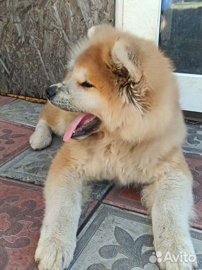 Собаки