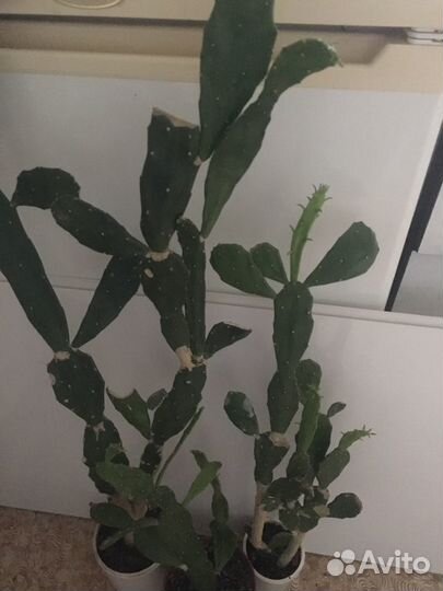 Кактус. Заячьи уши неколючий один