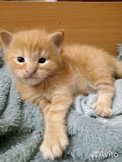 Котята мейн-кун