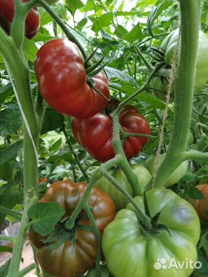 Семена коллекционных сортов томатов