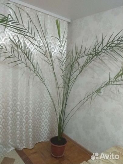 Финиковая пальма