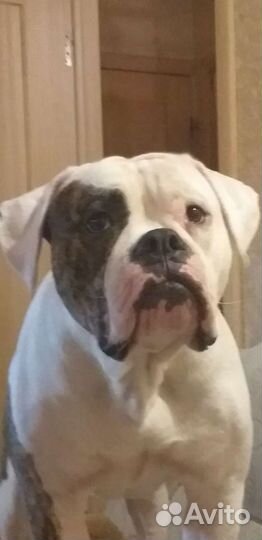 Американский бульдог Вязка