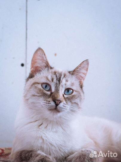 Кошки бесплатно