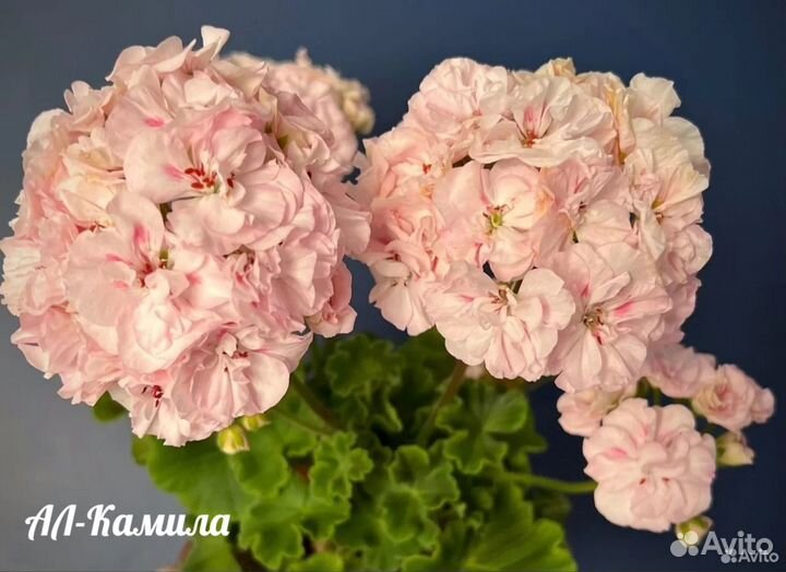 Пеларгонии сортовые