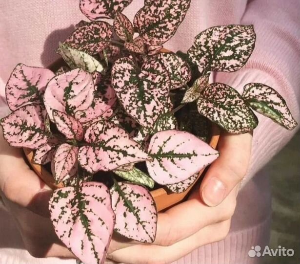 Гипоестес розовый