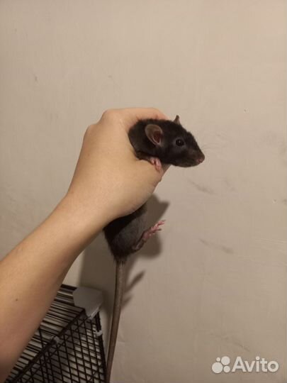 Крыса дамбо