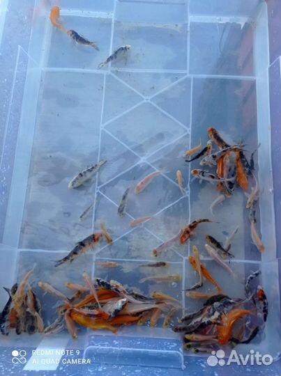 Карп кои для пруда и водоёма и для аквариума