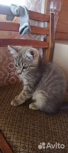 Британские котенок
