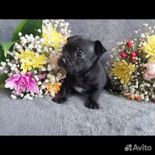 Чихуахуа мини