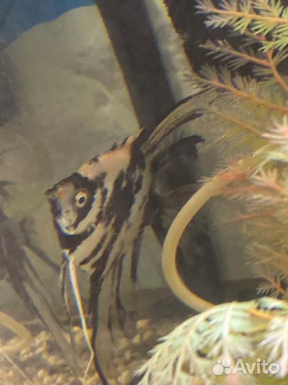 Украшение для аквариума