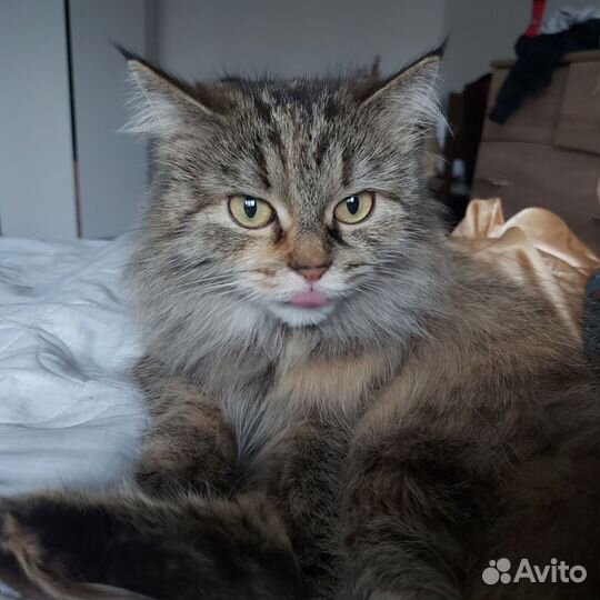 Передержка кошек в домашних условиях