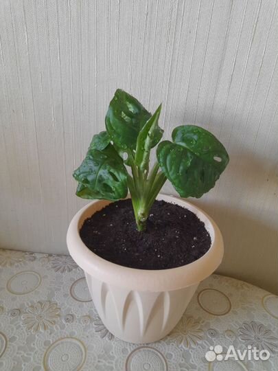 Монстера манки