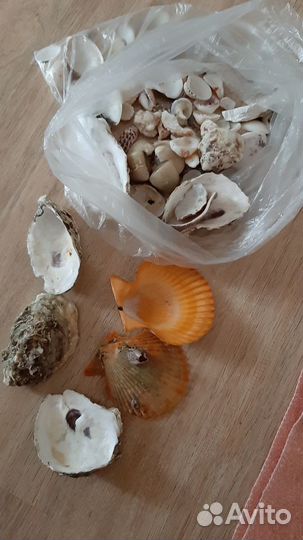 Ракушка из океана