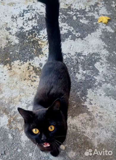 Чёрный британец