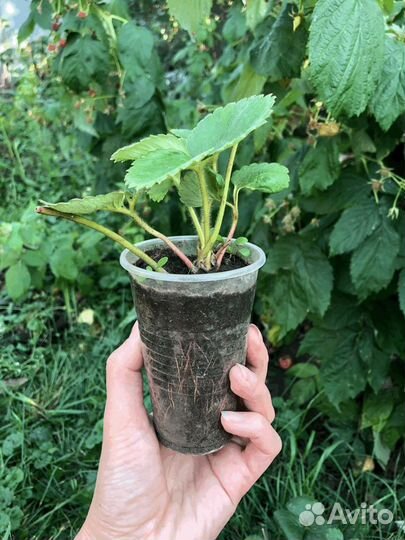 Клубника саженцы ремонтантная Альбион 70 р