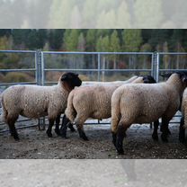 Племенные бараны/ярки породы суффолк из Европы