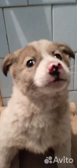 Щенок бесплатно девочка 5-6 мес