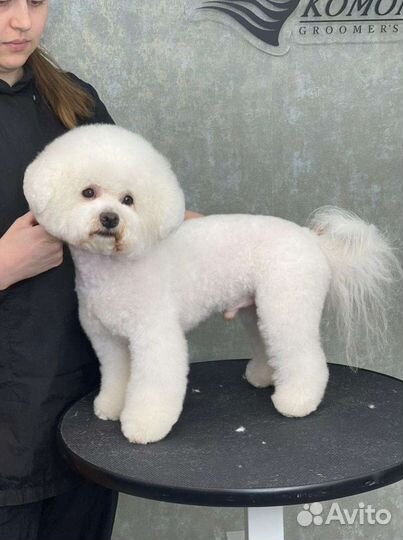 Бишон фризе кобель для вязки
