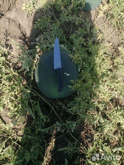 Арбуз оптом