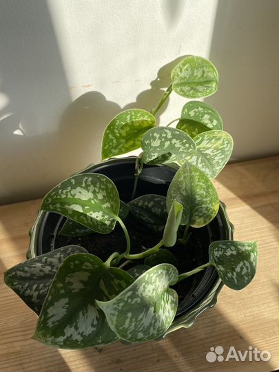 Сциндапсус экзотика пиктус треби пиктус аргиреус