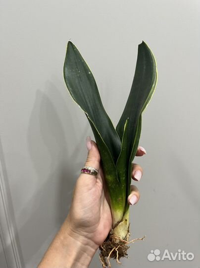 Сансевиерия муншайн, ханни голд, футура, лауренти