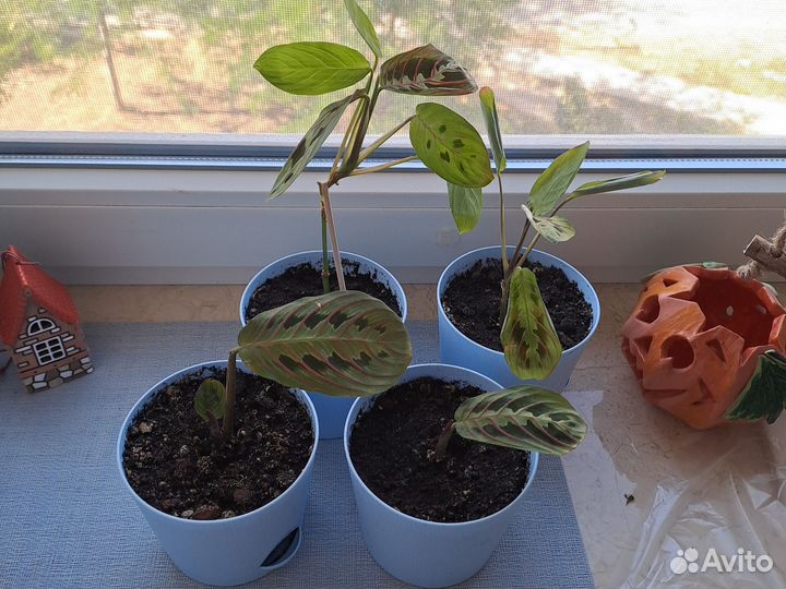 Маранта триколор