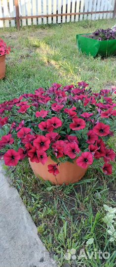 Петуния вегетативная круглый год