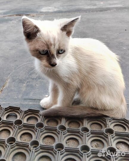 Отдам в добрые руки котенка