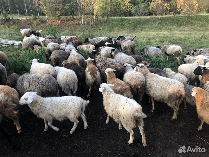 Овцы бараны ягнята