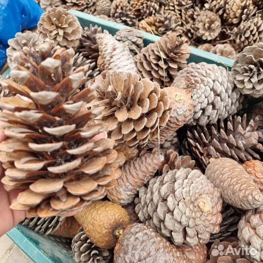 Шишки крымские, в ассортименте