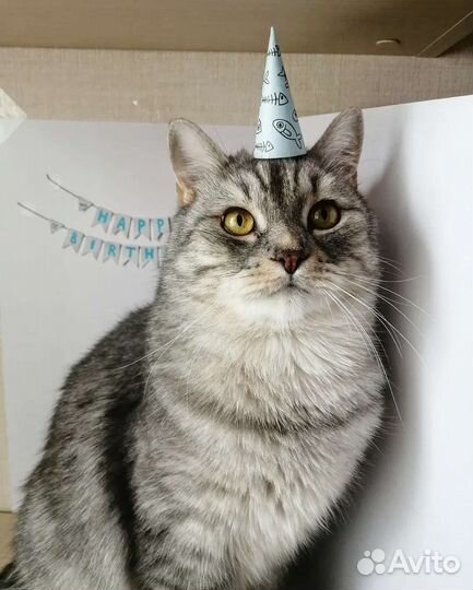 Набор для празднования дня рождения кота