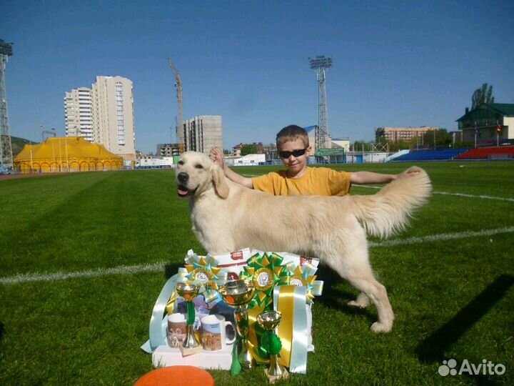 Золотое счастье в дом