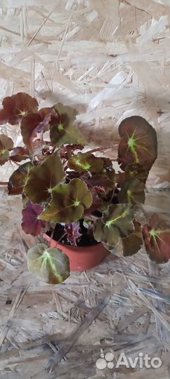 Бегонии, Эпипремнум,традесканции,фил лайм