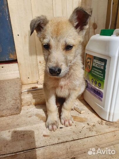 Щеноки в добрые руки