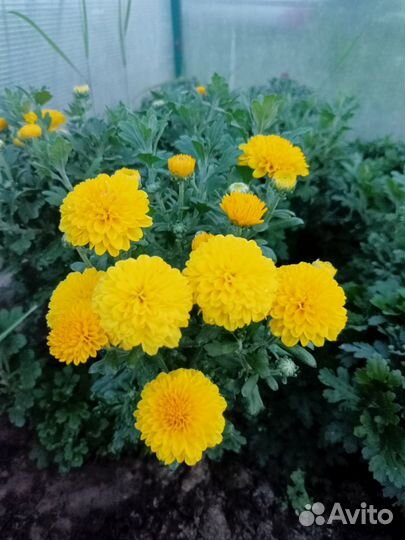 Хризантемы