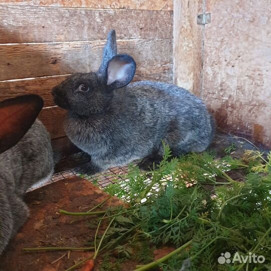 Кролики полтавское серебро