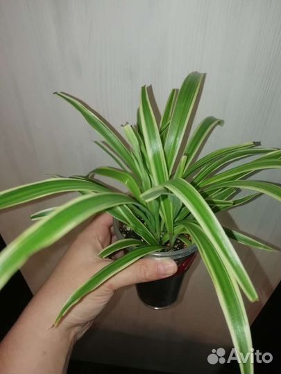 Комнатные цветы