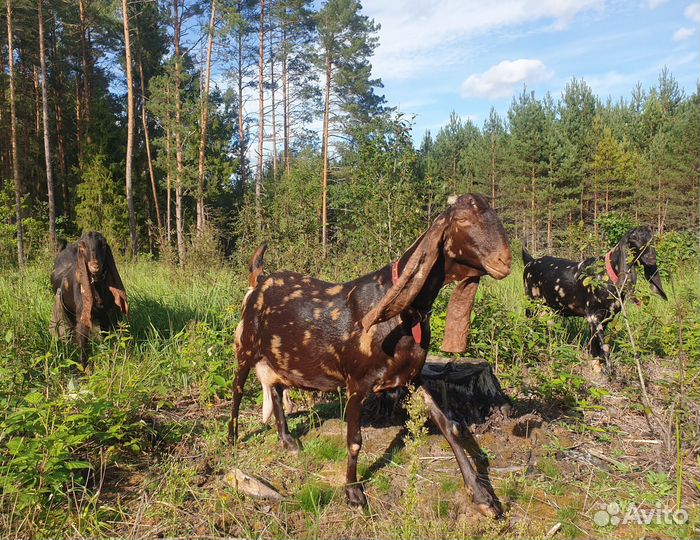 Козёл Камори, козы Камори, козлик Камори