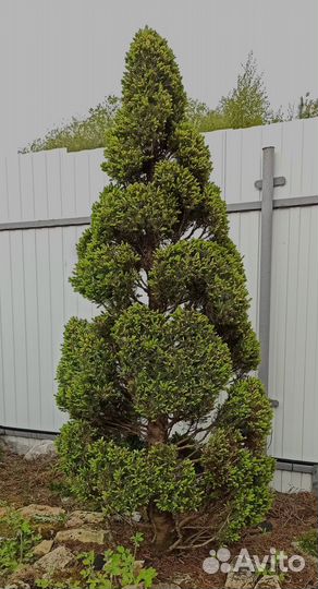 Ниваки Ель канадская (коника)