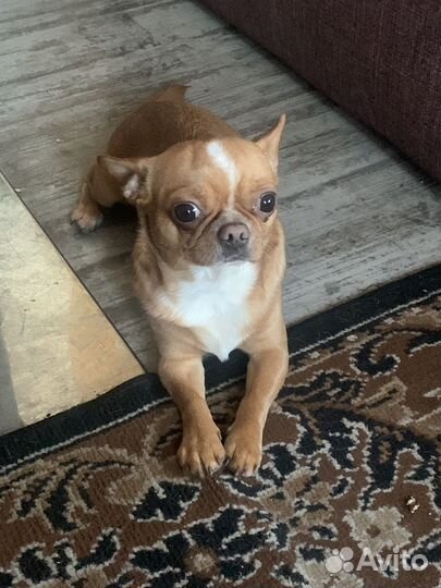 Вязка собак чихуа