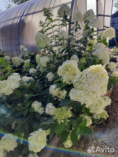 Гортензия Лаймлайт