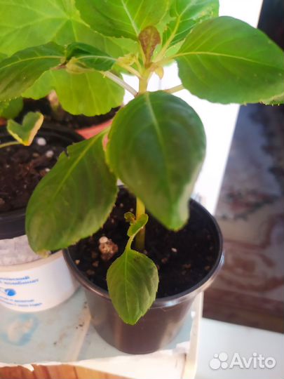 Распродаю разные цветы как на фото