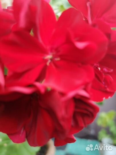 Герань пеларгония