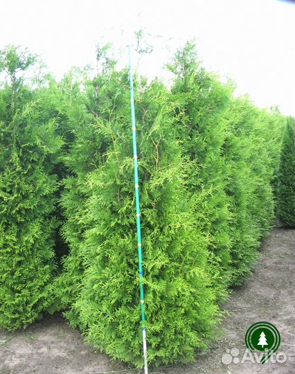 Туя Брабант для дачи. Питомник