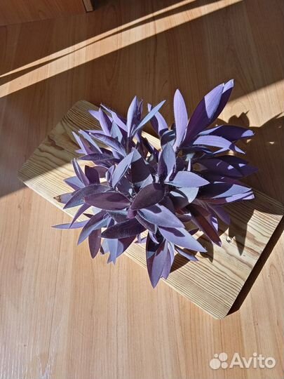 Традесканция